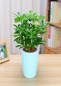 镇海花木出租，为您打造别具一格的绿色空间之旅