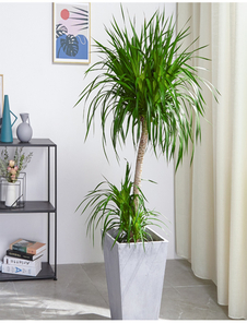 宁波花卉租赁服务好 宁波花卉租赁服务好