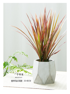 余姚专业植物租赁，开启绿色生活篇章