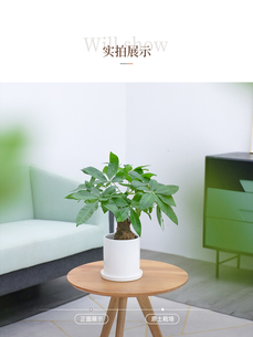 江北植物租赁设计 江北植物租赁设计