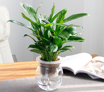 宁波余姚绿植租摆价格