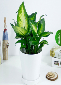 惊了！镇海这家绿植出租服务，好到超乎想象！